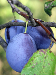 blue plums on the tree