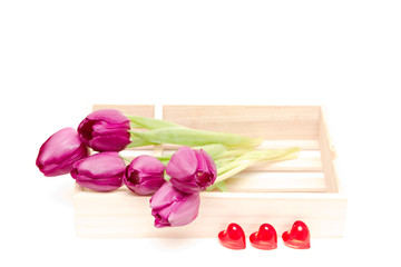 the fresh purple tulips isolated on white