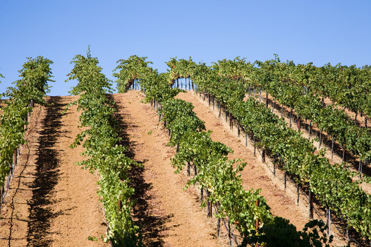 Weinanbaugebiet Nappa USA