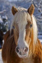 Haflinger Portrait