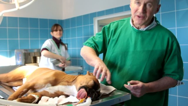 v&eacute;t&eacute;rinaire caressant un chien apr&egrave;s l'intervention