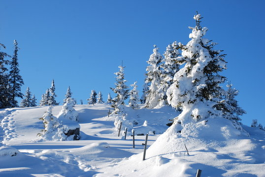 Schneelandschaft