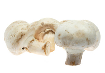 White mushrooms, champignon, (Agaricus bisporus)