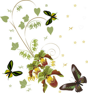 green orchids and three butterflies
