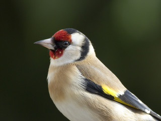 Naklejka premium Chardonneret élégant (carduelis carduelis) -portrait-