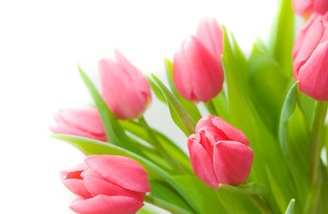 Fototapeta premium Bouquet of tulips
