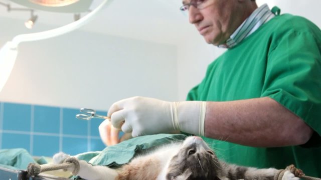 chat au bloc op&eacute;ratoire