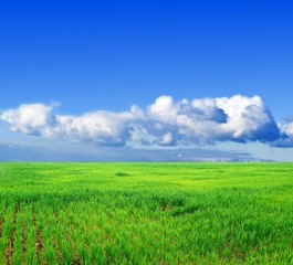 bright spring fields