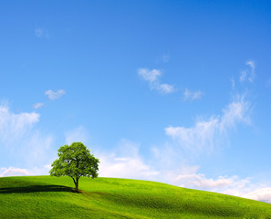 Fototapeta na wymiar Lone tree in a field in sunny day