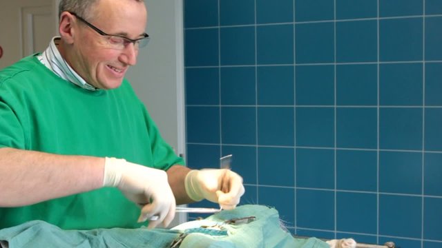 sutures félines au bloc opératoire