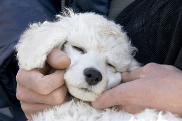 Chien - caniche royal - chiot