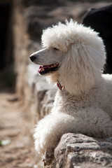 Chien - caniche royal