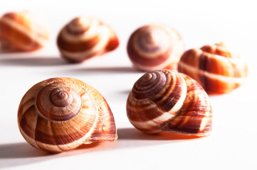 Weinbergschneckenhäuser