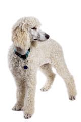 Chien - caniche royal