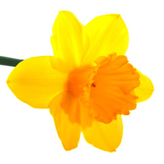 Obraz na płótnie Canvas Yellow daffodil