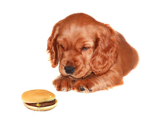 cocker che gurda un panino