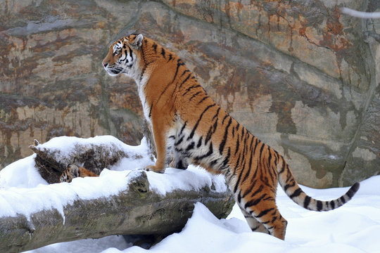 Fototapeta young amur tiger on snow