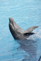 spectacle de dauphins en république dominicaine