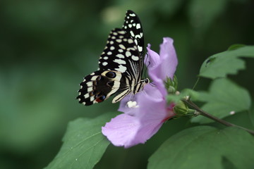 Schmetterling und Blüte