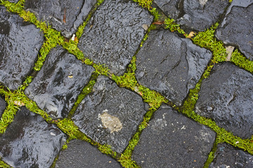 green grass between wet cobblestones