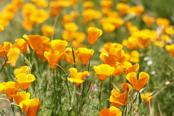 A field of golden poppies.