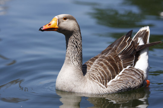 Goose floating on by