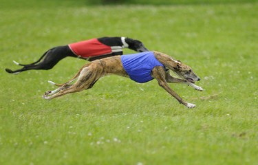 Greyhounds coursing