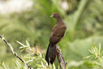 Aracuã - Hühnervogel