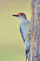 Red-bellied Woodpecker