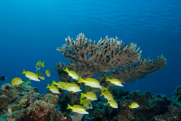 Obraz premium Blue striped snapper (Lutjanus kasmira)