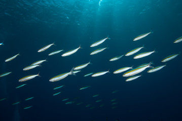 Small school of yellow-band fusilier