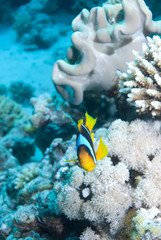 Red sea anemonefish (amphiprion bicinctus)