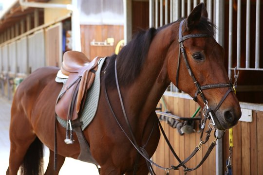 Brown Horse  With Saddle And Reins