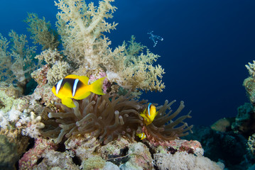 Naklejka na ściany i meble Red sea anemonefish (amphiprion bicinctus)