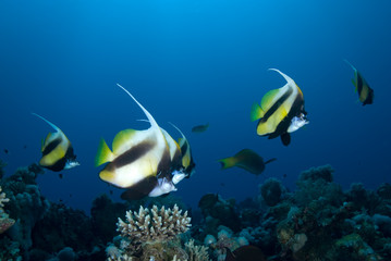 Fototapeta na wymiar Red sea bannerfish (heniochus intermedius)