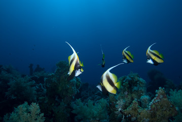 Red sea bannerfish (heniochus intermedius)