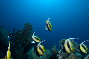 Naklejka na ściany i meble Red sea bannerfish (heniochus intermedius)