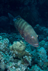 Red Sea coral grouper (Plectropomus pessuliferus)