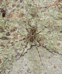Spider sitting on tree well camouflaged. Macro photo.
