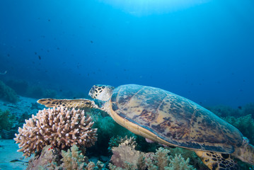Hawksbill turtle (eretmochelys imbricata)