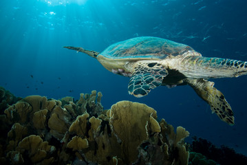 Obraz na płótnie Canvas Hawksbill turtle (eretmochelys imbricata)