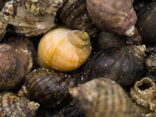 Macro close up of seashells on the beach