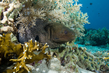 Giant moray (Gymnothorax javanicus)
