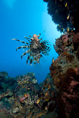 Fototapeta na wymiar Common lionfish (Pterois miles)