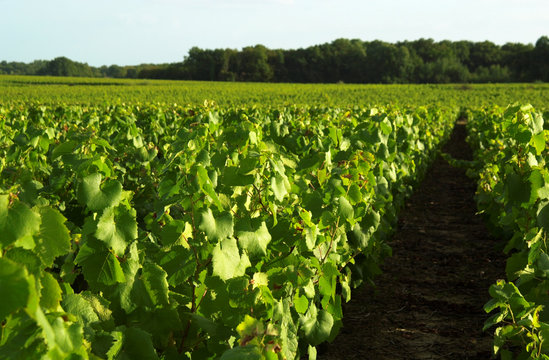 Vignes Muscadet