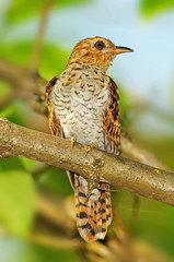 plaintive cuckoo in the parks