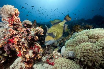 titan triggerfish, ocean and sun