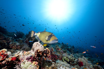 titan triggerfish, ocean and sun