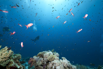 Fototapeta na wymiar diver, ocean and fish
