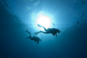 diver, ocean and fish